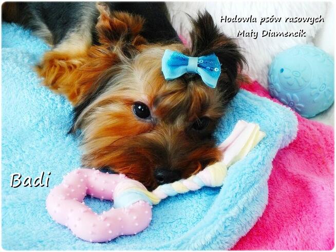 Yorkshire Terrier York piesek Badi szczeniaczek 6-mcy Rodowó