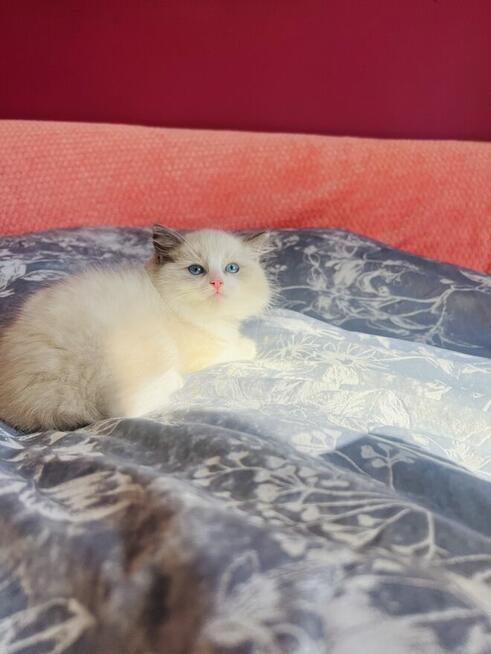 Ragdoll kocurek Rag a 03 . Hodowla Lagooneyes