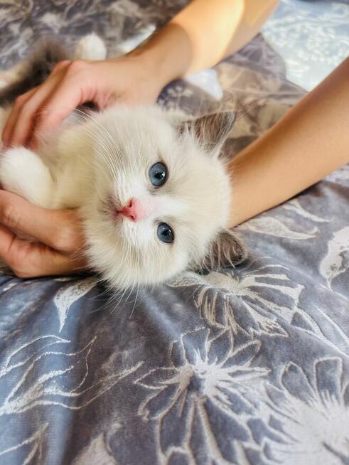 Ragdoll kocurek Rag a 03 . Hodowla Lagooneyes