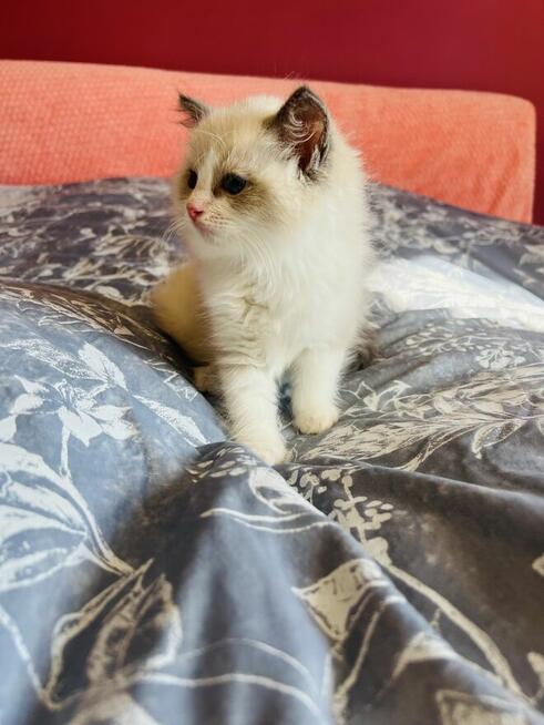 Ragdoll kocurek Rag a 03 . Hodowla Lagooneyes