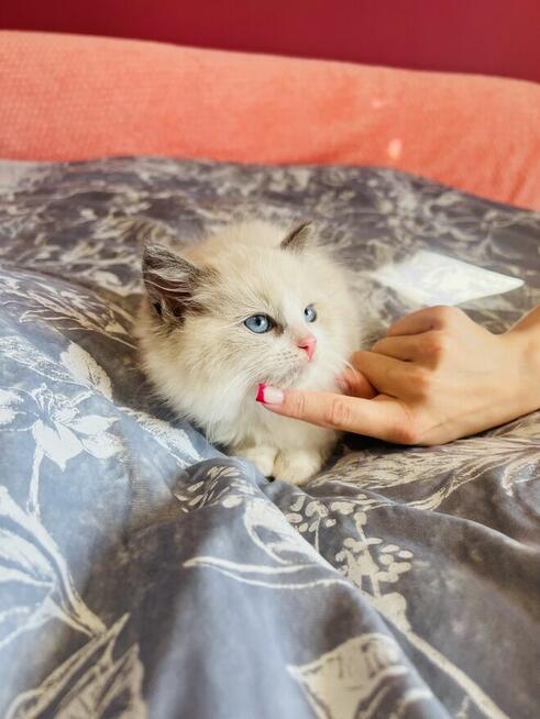 Ragdoll kocurek Rag a 03 . Hodowla Lagooneyes