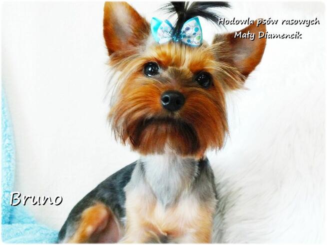 Yorkshire Terrier piesek York Bruno szczeniak 6-mcy Rodowód