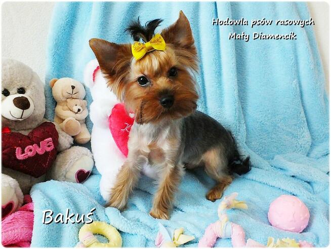 Yorkshire Terrier York piesek Bakuś szczeniak 6-mcy Rodowód