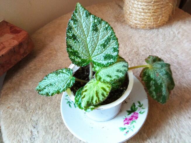 Begonia Silver Jewel-begonia zebra