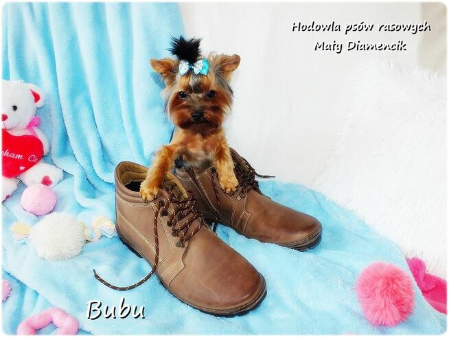 ULTRA Mini XXS! Yorkshire Terrier malutki York 6-mcy Rodowód