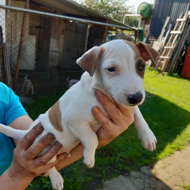 Pieski Jack Russell Terrier
