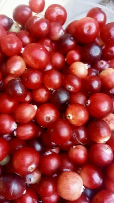 Sprzedam żurawinę bagienną świeżo zebraną po 28za kg
