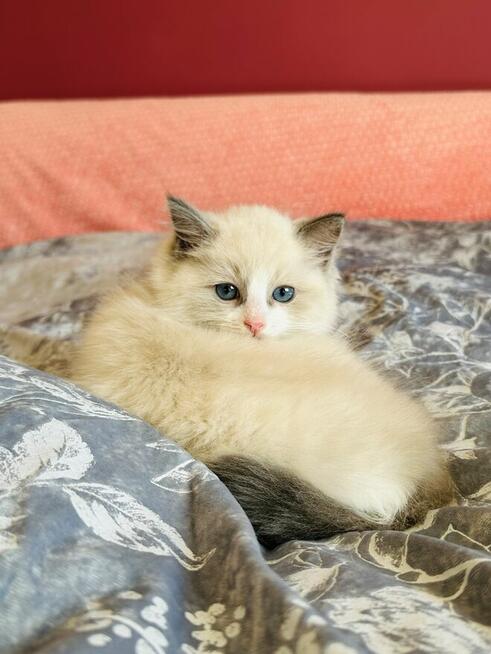 Ragdoll kocurek Rag a 03 . Hodowla Lagooneyes