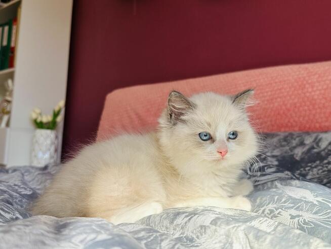 Ragdoll kocurek Rag a 03 . Hodowla Lagooneyes