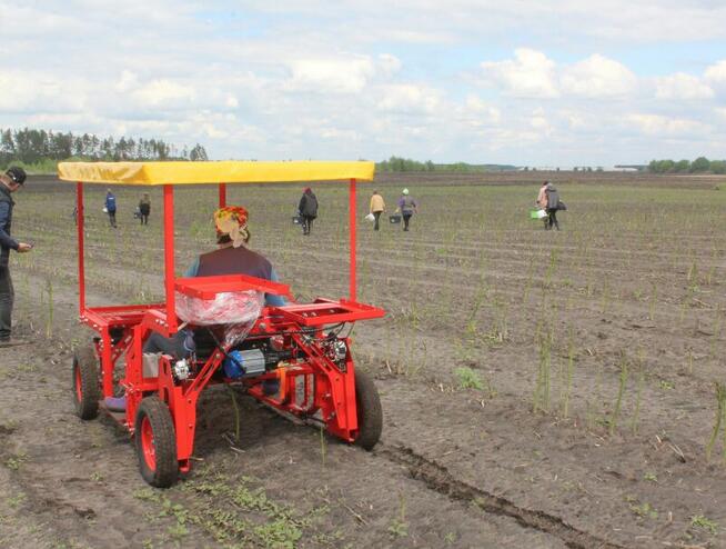 Maszyna do zbioru szparagów i truskawek