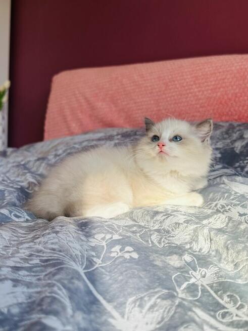 Ragdoll kocurek Rag a 03 . Hodowla Lagooneyes