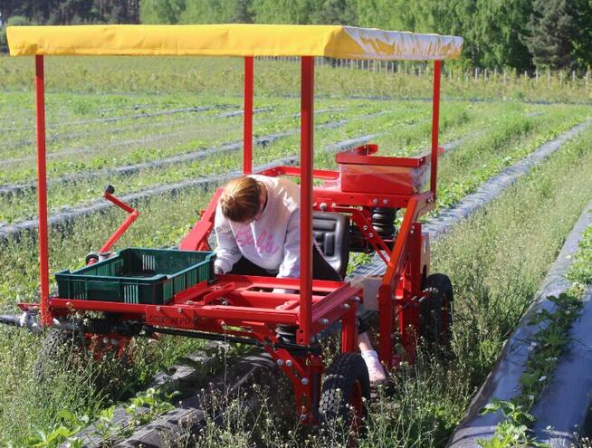 Maszyna do zbioru szparagów i truskawek