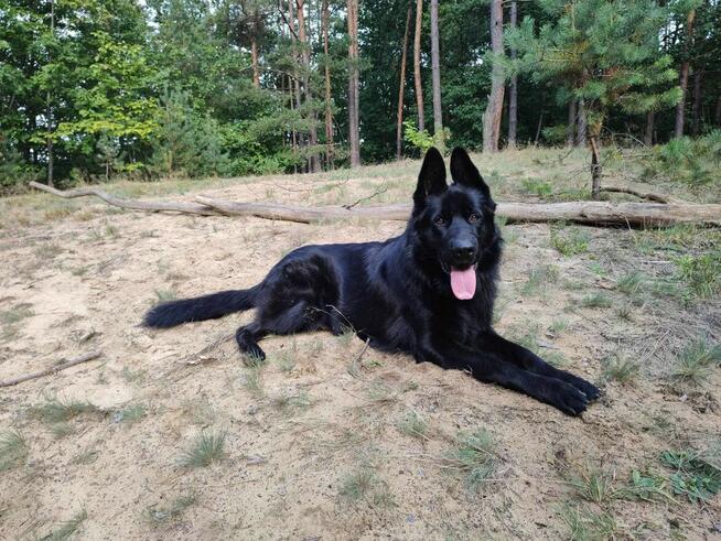 Owczarek Niemiecki Czarny FCI