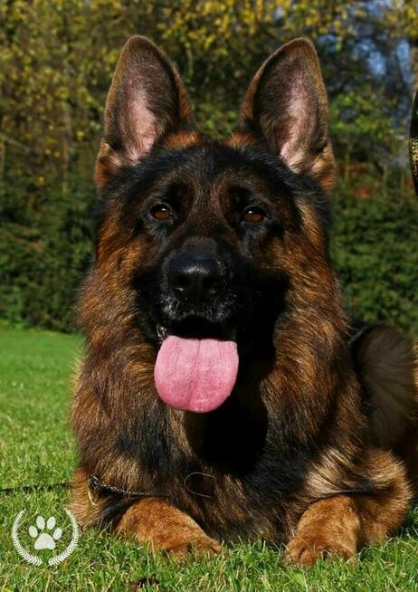 Owczarek Niemiecki Czarny FCI