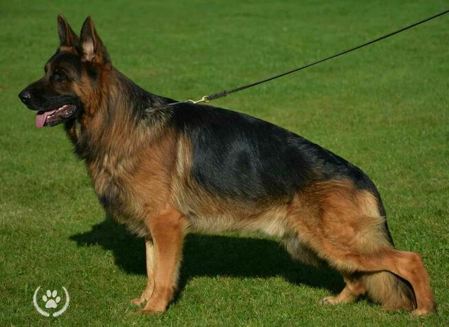 Owczarek Niemiecki Czarny FCI