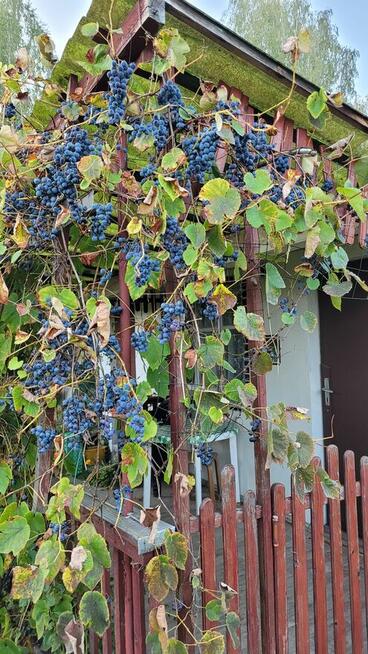 Ogródek działkowy w Łapach