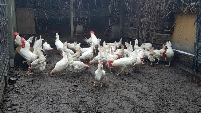 jajka lęgowe rasy leghorn, zielononóżka, marans - i inne