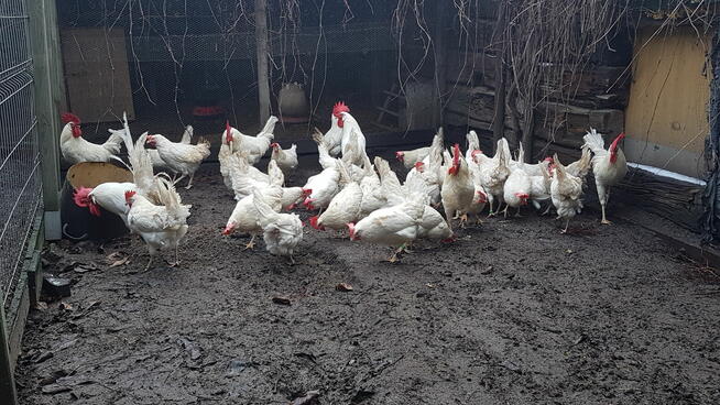 jajka lęgowe rasy leghorn, zielononóżka, marans - i inne