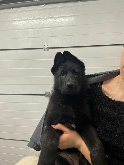 Owczarek Niemiecki Czarny FCI