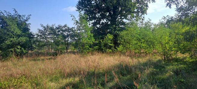 Urokliwa działka z widokiem na las- Letnica