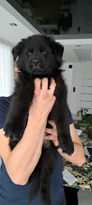 Owczarek Niemiecki Czarny FCI