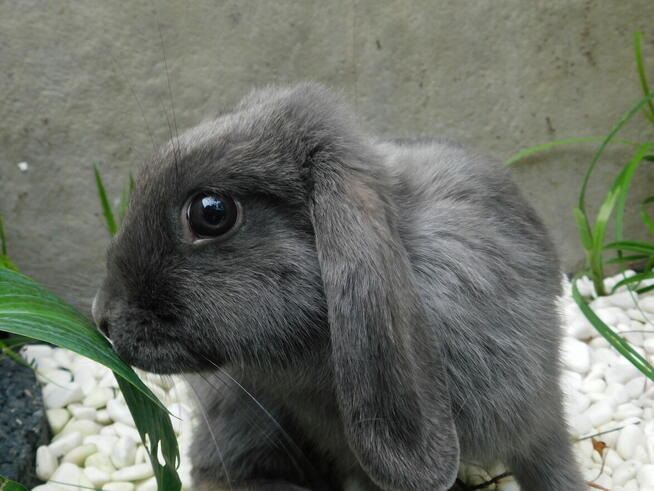 Samiczki mini lop