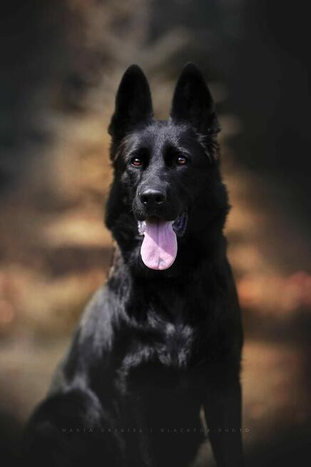 Owczarek Niemiecki Czarny FCI