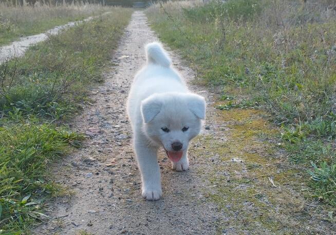 Odbiór szczenięta japońska akita inu*