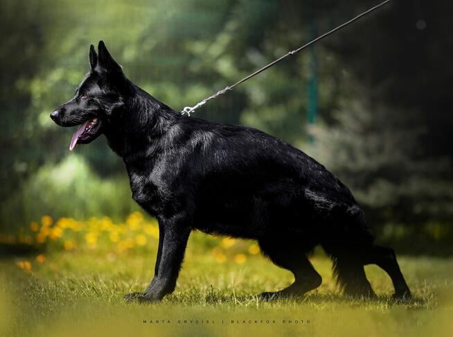 Owczarek Niemiecki Czarny FCI