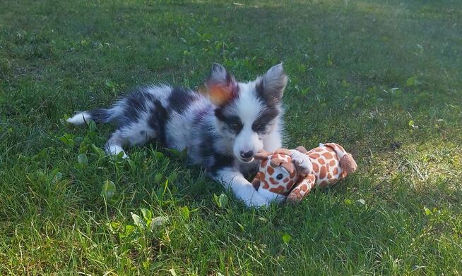 Border collie