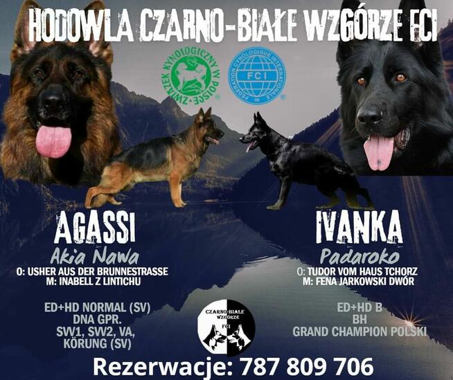 Owczarek Niemiecki Czarny FCI