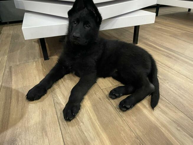 Owczarek Niemiecki Czarny FCI