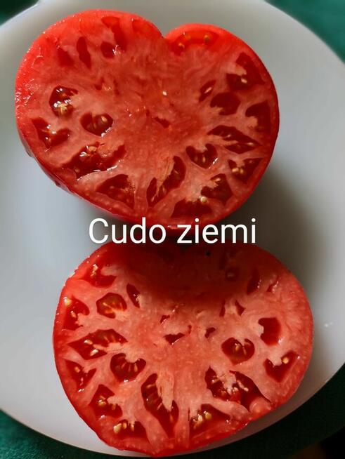 Currant Gold Russian Nasiona pomidor rosyjski pokarm nasiona