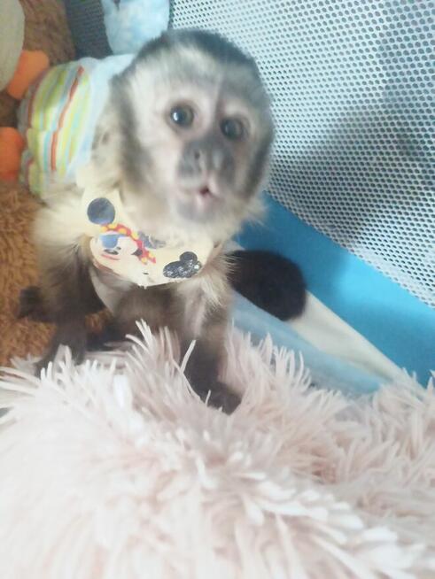 Małpka Kapucynka Czubata