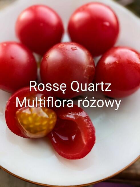 Currant Gold Russian Nasiona pomidor rosyjski pokarm nasiona