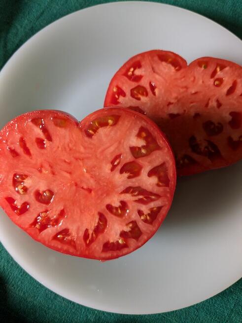 Currant Gold Russian Nasiona pomidor rosyjski pokarm nasiona