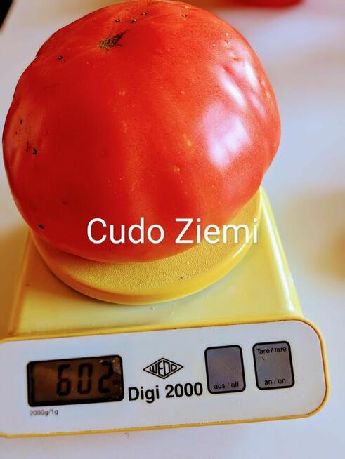 Currant Gold Russian Nasiona pomidor rosyjski pokarm nasiona