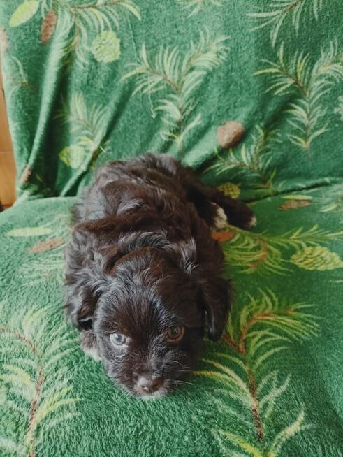 Sprzedam szczeniaki rasowe hawańczyk