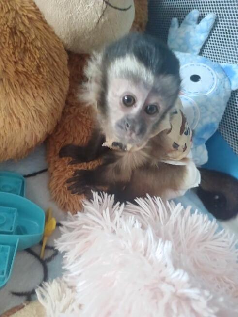 Małpka Kapucynka Czubata