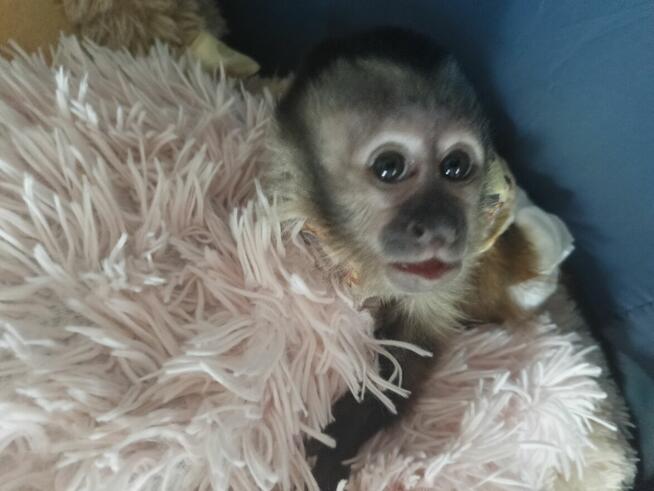 Małpka Kapucynka Czubata