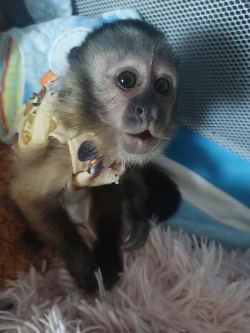 Małpka Kapucynka Czubata