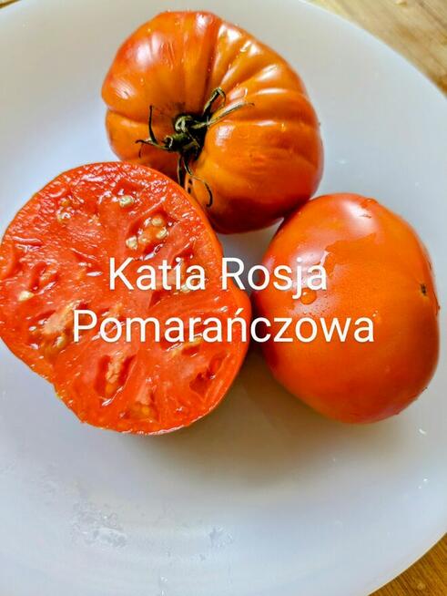 Currant Gold Russian Nasiona pomidor rosyjski pokarm nasiona