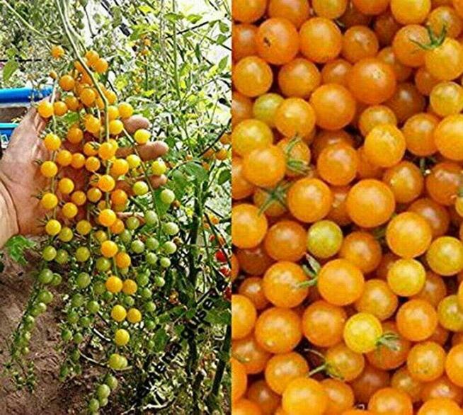 Currant Gold Russian Nasiona pomidor rosyjski pokarm nasiona