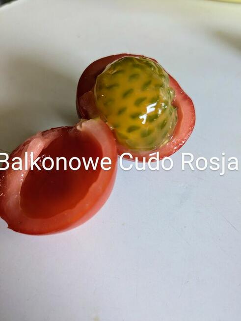 Currant Gold Russian Nasiona pomidor rosyjski pokarm nasiona