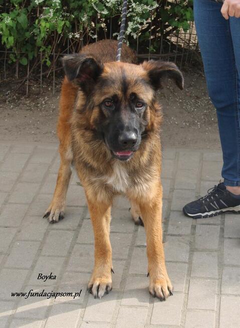 Boyka