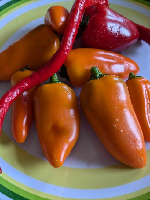 Currant Gold Russian Nasiona pomidor rosyjski pokarm nasiona