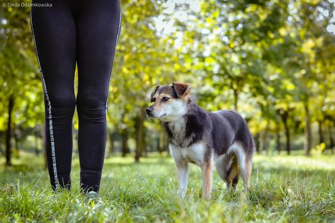 Gabrysia-delikatna i nieśmiała suczka czeka na dom