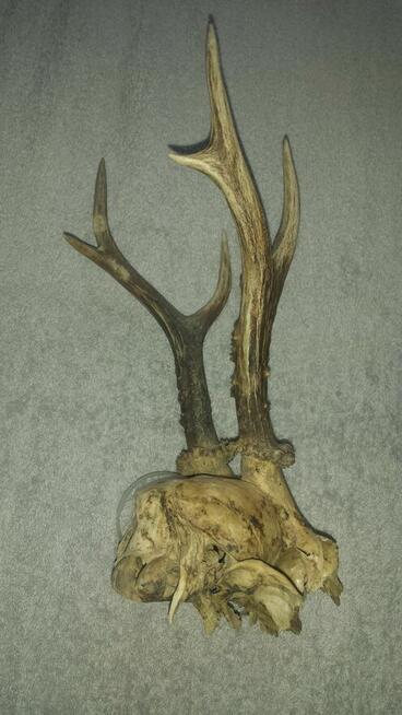 Żywiec-Do sprzedania rogi młodego jelenia 20 cm.
