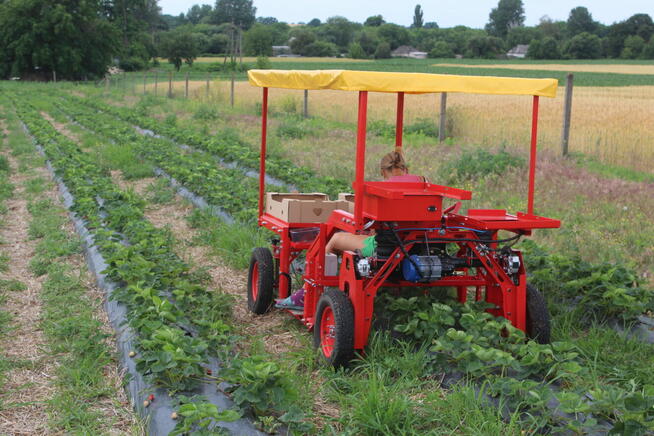 Maszyna do zbioru szparagów i truskawek