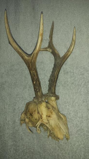 Żywiec-Do sprzedania rogi młodego jelenia 20 cm.